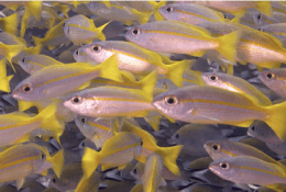 fish dataset free neural network