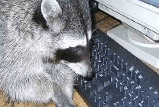 Raccoon Dataset free neural network