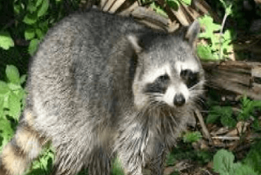 Raccoon Dataset download