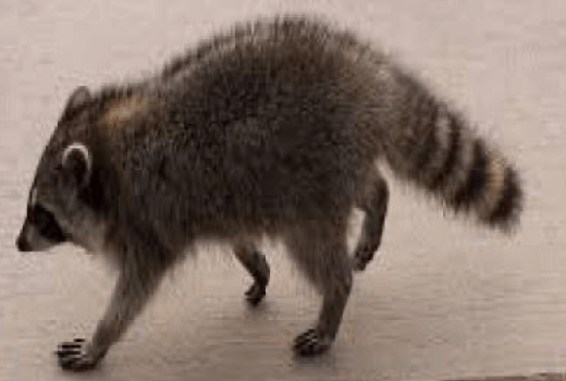 Raccoon Dataset