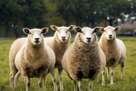 Sheep Dataset