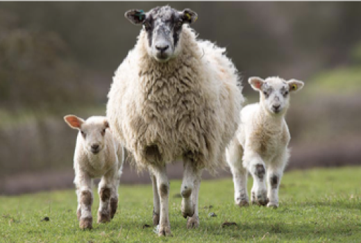 Sheep Dataset download