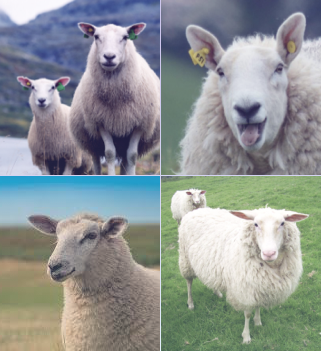sheep dataset main image