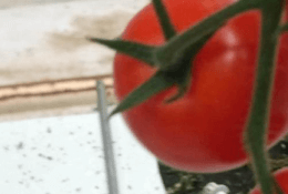 Tomato Dataset train neural network