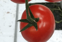 Tomato Dataset