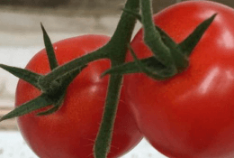 Tomato Dataset