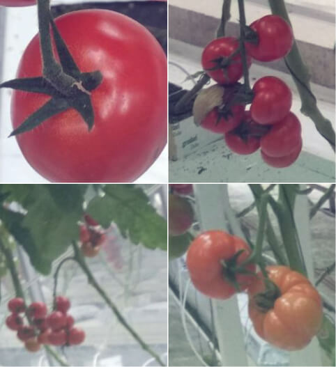 tomato dataset main image